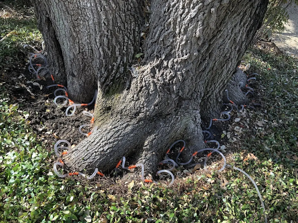 Detailed Tree Cabling and Bracing job site in Hamtramck